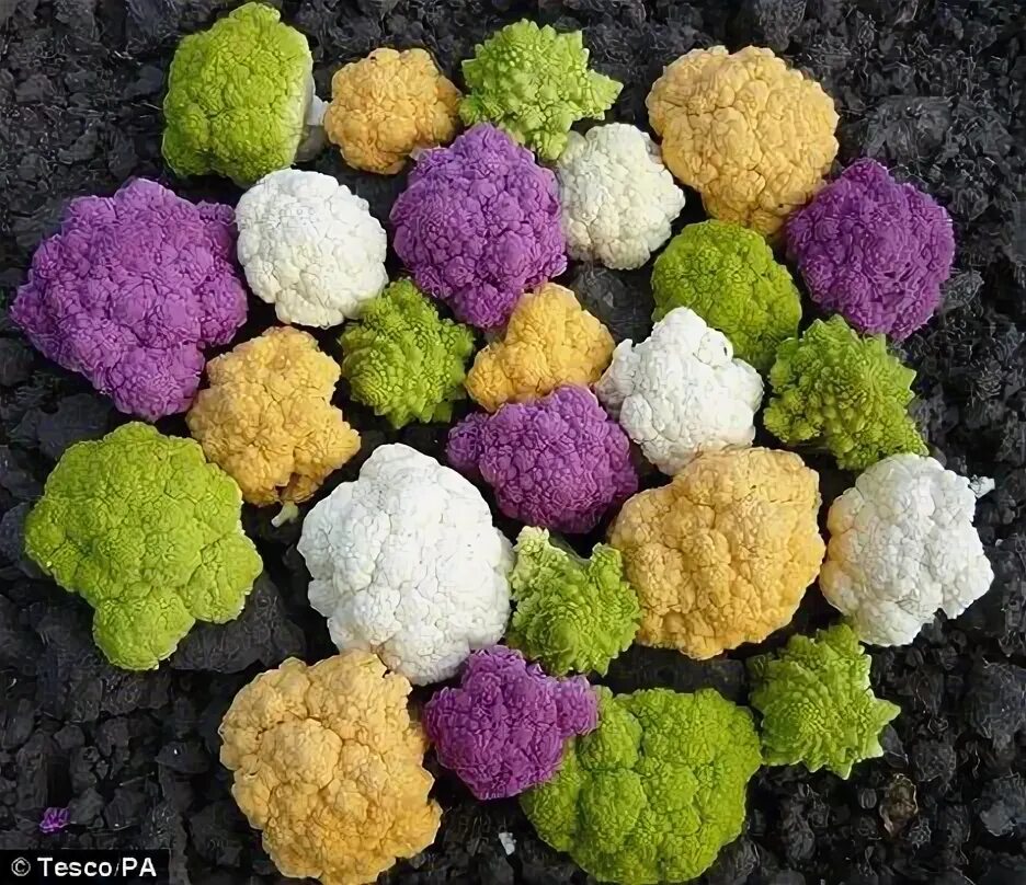 Egrow 100 pcs/pack cauliflower seeds vegetable broccoli bonsai balconies cabbage