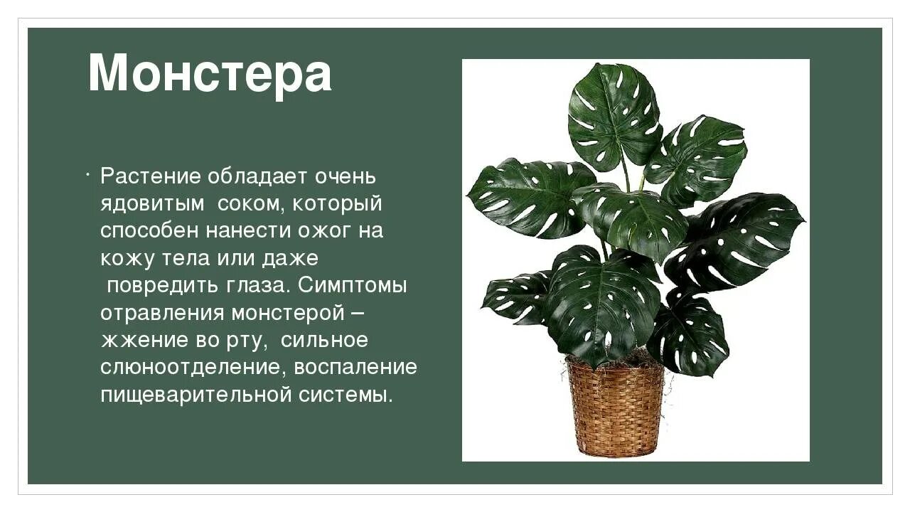 Монстера почему нельзя. Монстера Диффенбахия ядовитые. Монстера крупнолистная. Монстера Диффенбахия.