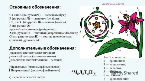 Кроющий лист