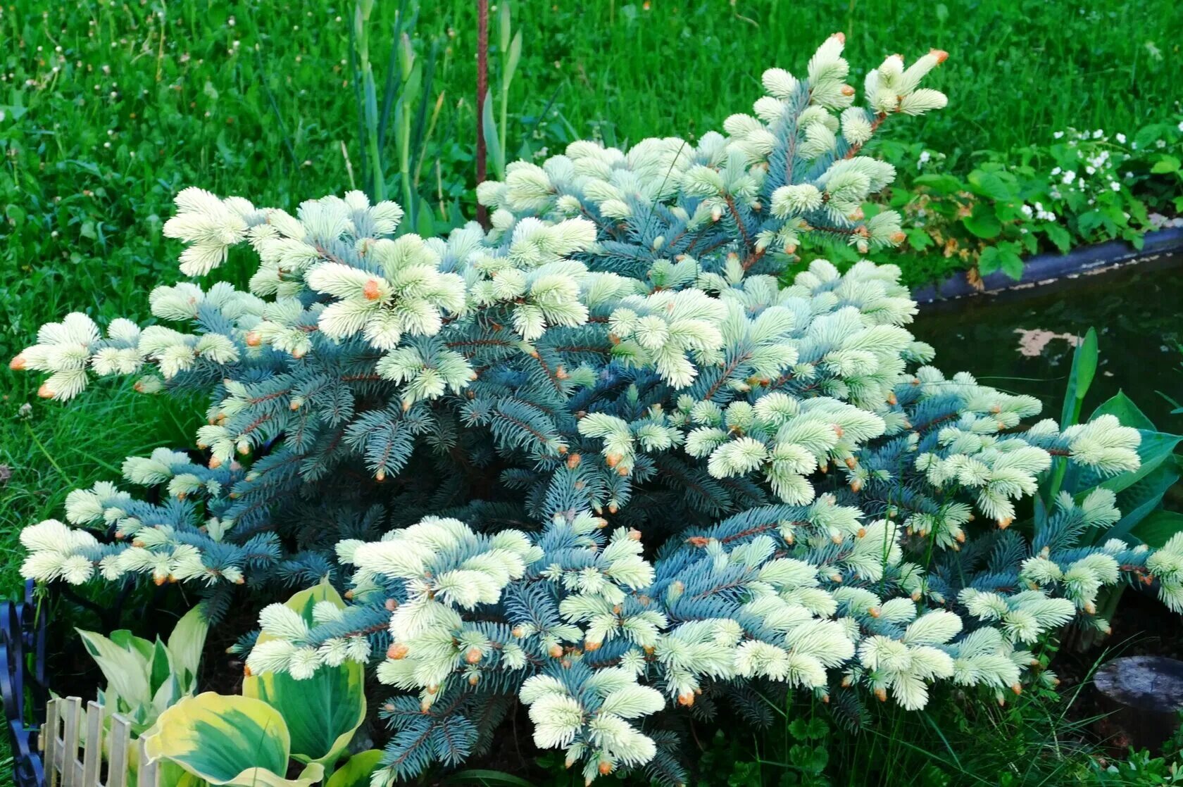 Ель колючая белобок. Ель колючая блю маунтин. Ветки голубой ели. Ель голубая белая. Глаука глобоза мисти блю.