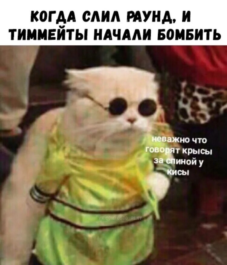 Неважно что говорят. Не важно что говорят крысы. что говорят крысы за спиной у кисы. не важно что говорят крысы за спиной у кисы. говорят крымв за спиной у кимы.
