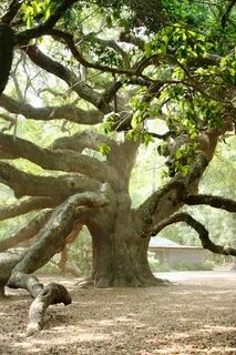 I can tree