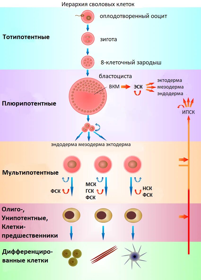 Полипотентная стволовая клетка. Полипотентная стволовая клетка. Мезенхимальные стволовые клетки дифференцировка. Полипотентная стволовая клетка. Клетки лейкоцитов.