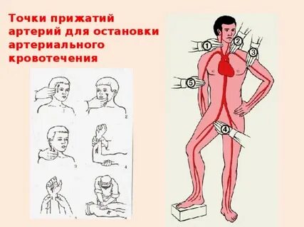 Пальцевое прижатие подключичной артерии производится