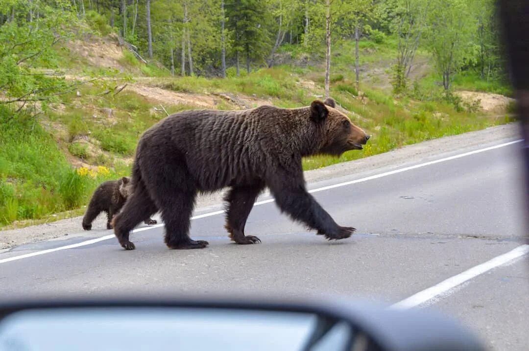 Опасны ли медведи. Медведь Коми. Опасный медведь. Медведи в населенных пунктах. Медведи опасные звери.