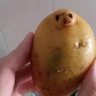 Гавкошмык
