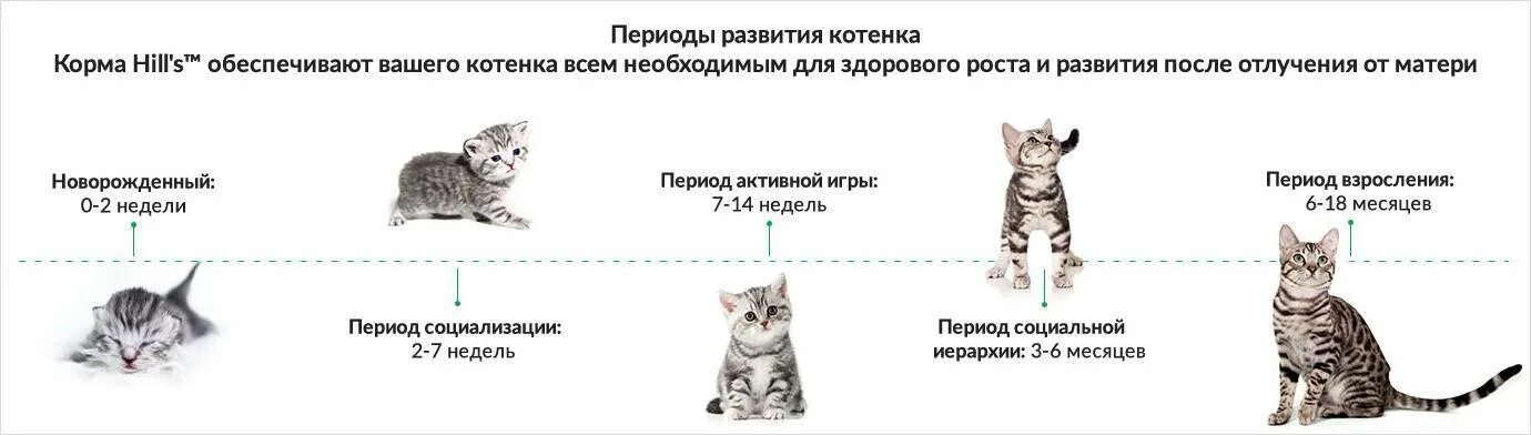 Во сколько месяцев кошки начинают. Котёнок в 2 месяца размер. Взросление котенка по месяцам. Фазы развития котенка по месяцам. Стадии развития котенка по неделям.