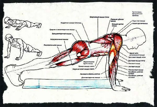 Отжимания мышцы задействованы. Отжимания биомеханика. Отжимания какие мышцы. Какие мышцы качаются при отжимании.