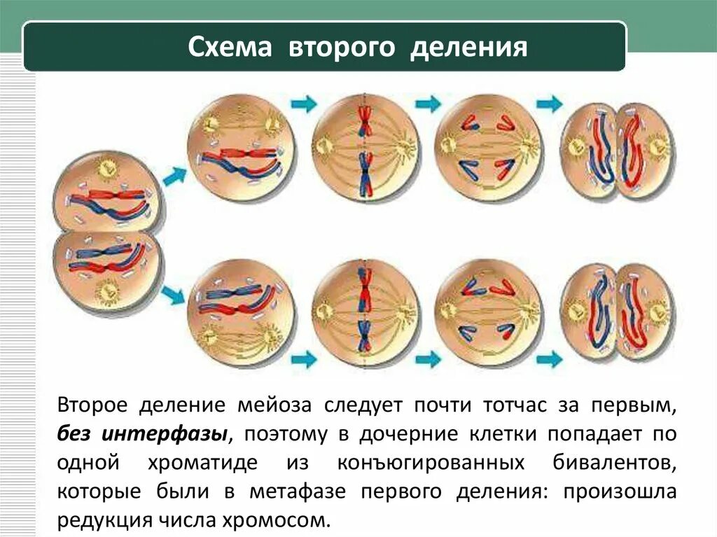 Деление мейоза. Мейоз схема. Второе деление мейоза. Деление клетки мейоз. В ходе мейоза образуется