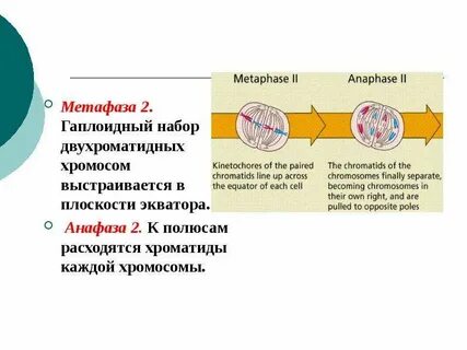 Расхождение двухроматидных гомологичных хромосом к полюсам клетки