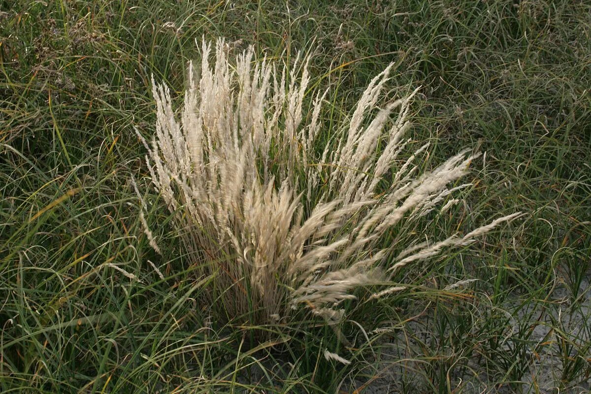 Белоус (Nardus stricta). Белоус торчащий. Белоуса торчащего (Nardus stricta). Болотная трава Белоус.