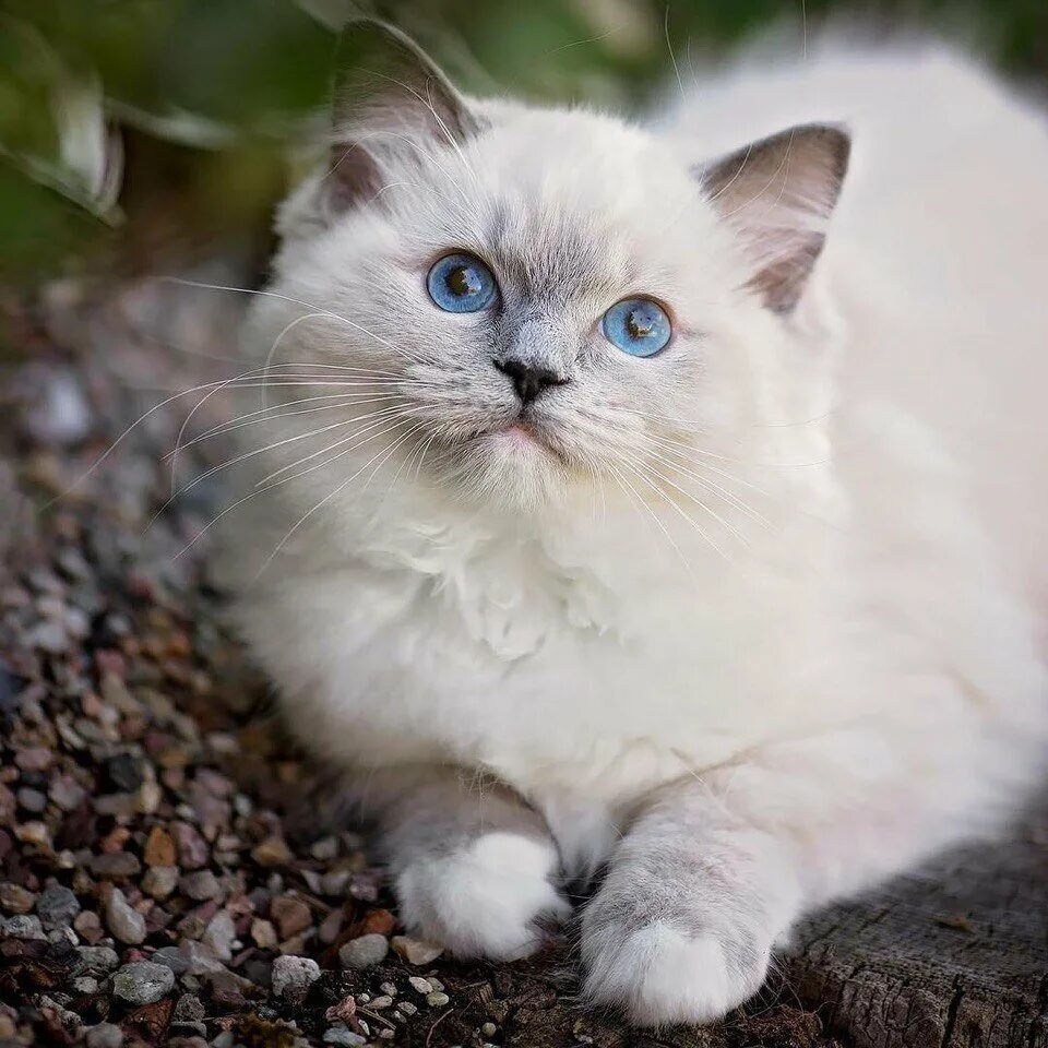 Породы котов с голубыми глазами. Голубоглазый Коби порода. Британская шиншилла Коби кошка. Британская шиншилла Уоби вислоухие. Голубоглазый Коби Манчкин.