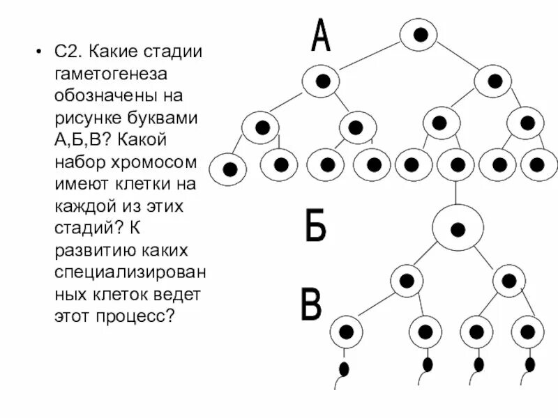 Гаметогенез схема ЕГЭ. Гаметогенез задания ЕГЭ. Схема гаметогенеза ЕГЭ биология. Овогенез ЕГЭ биология.