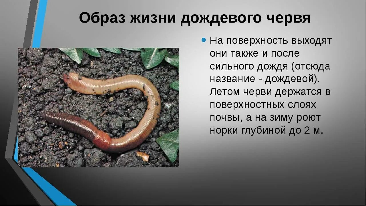 Дождевой червь относится к насекомым. Образ жизни малощетинковых червей. Доклад о дождевых червях. Образ жизни дождевого червя. Доклад о дождевом черве.