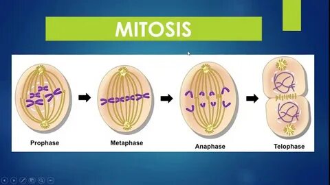 Хромосомный набор в конце анафазы митоза