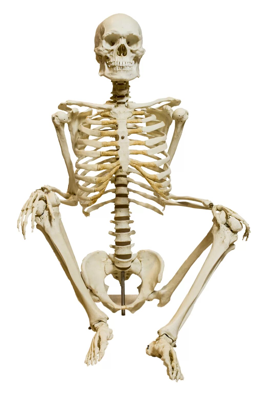 Скелет. Человеческий скелет. Скелетик человека. Человек разумный скелет.