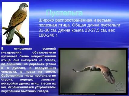 Птицы доклад 7 класс