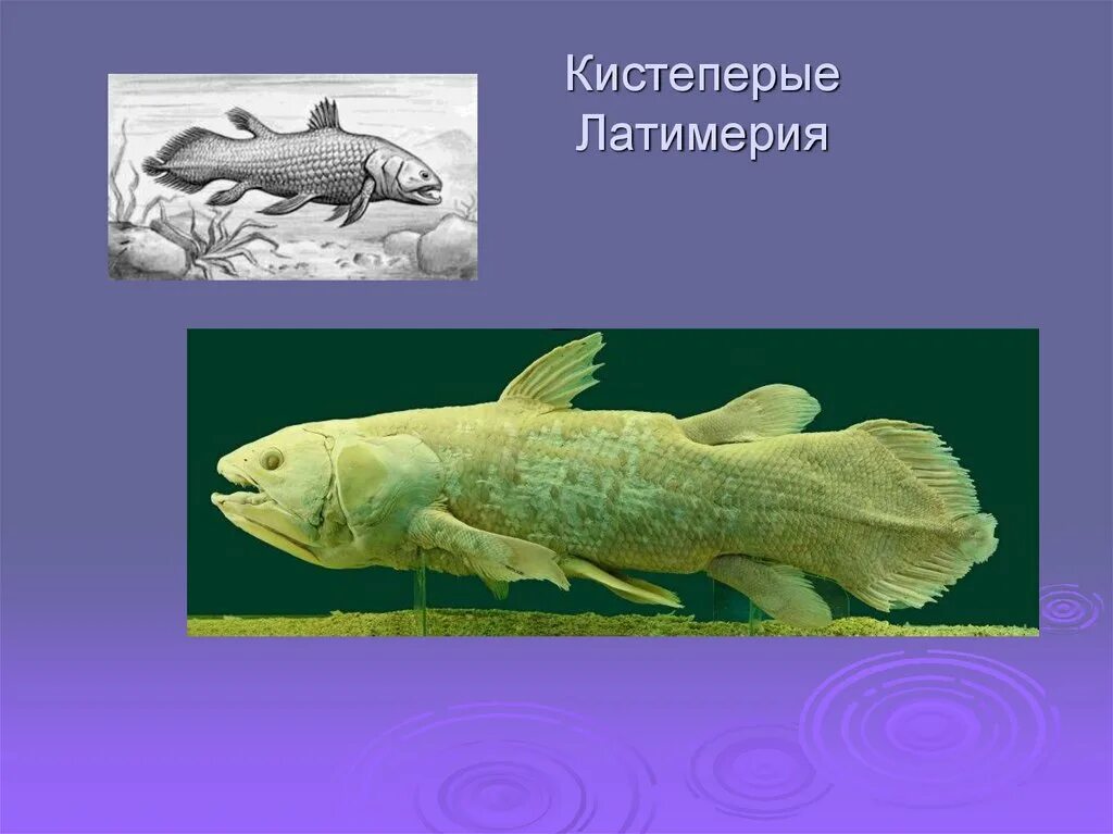 латимерия двоякодышащая рыба. двоякодышащие рыбы протоптеры. подкласс лопастеперые представители. чем лопастеперые двоякодышащие рыбы отличаются от лучеперых. отряд кистеперые рыбы представители.