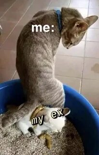 Котенок после переезда не какает
