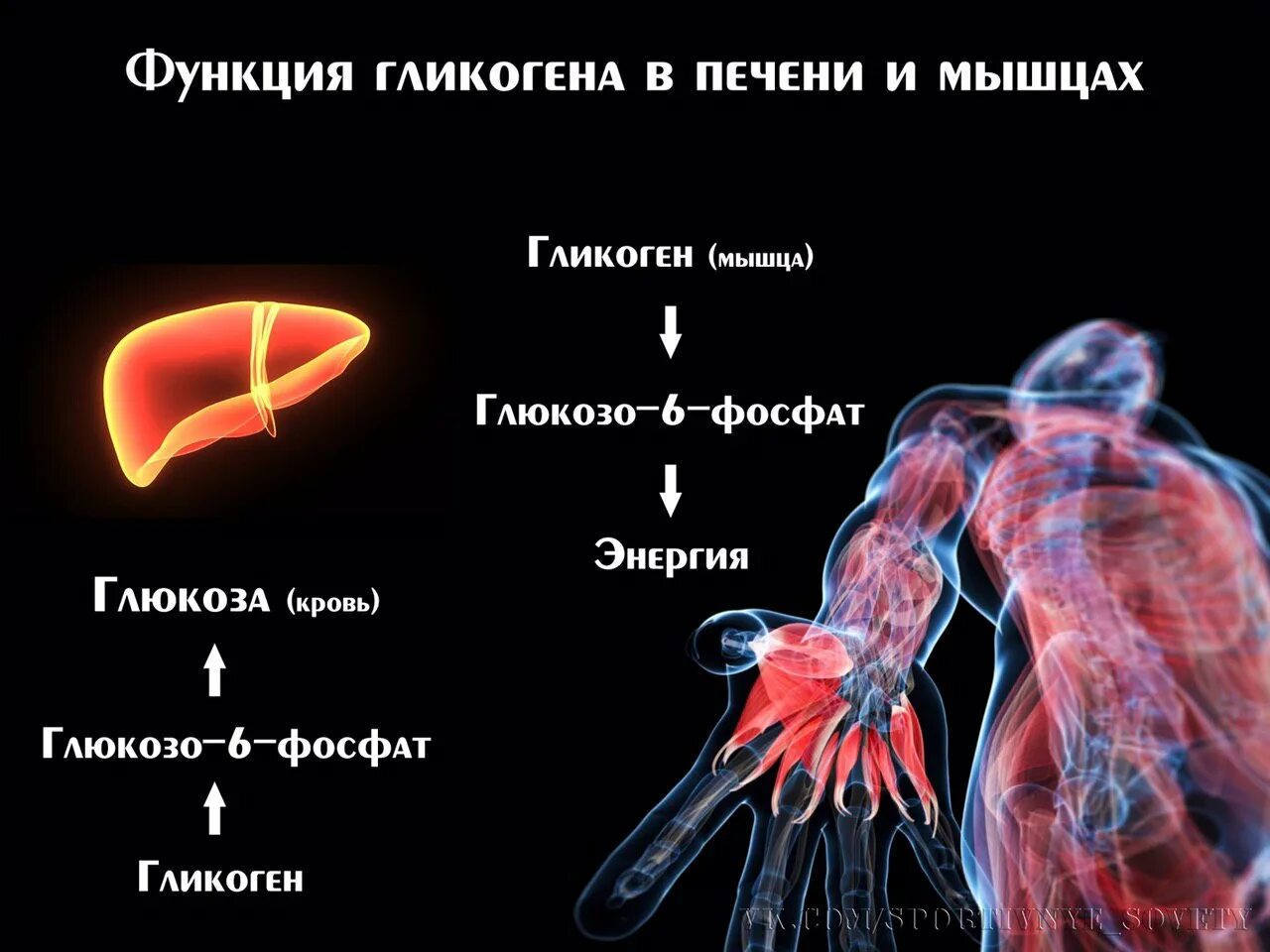 Гликоген в мышцах. Запасы гликогена в мышцах. Гликоген в печени и мышцах. Функции гликогена в печени и мышцах.