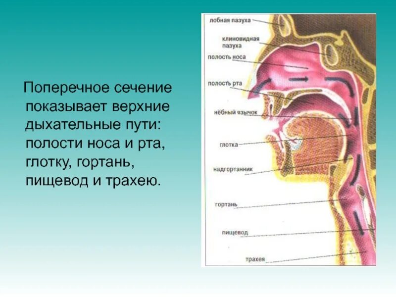 Между носом и ртом