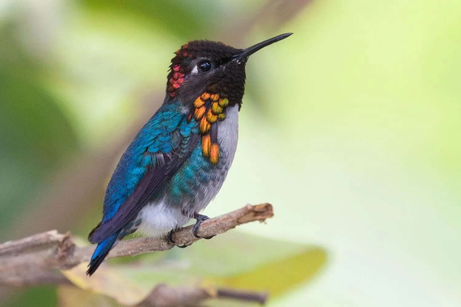 Small bird. Маленькая птица. Картинки маленьких птичек россии крупным планом. Маленькая красивая птичка. Птица с желтым клювом.