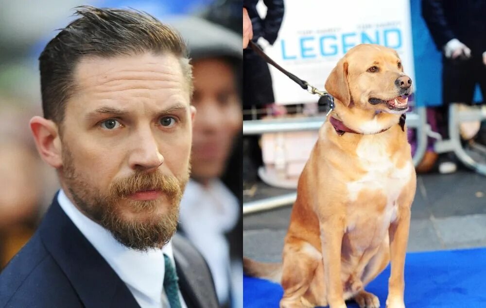 Собака тома харди. Tom Hardy Dog. Том Харди и его собака Вуди. Пес Тома Харди. Том Харди с собакой.