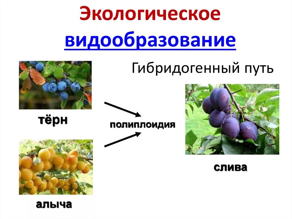 Экологические признаки впр 5 класс биология. Видообразование путем полиплоидизации. Биологическое видообразование примеры. Путь видообразования полиплоидия. Биологическое видообразование примеры растений.