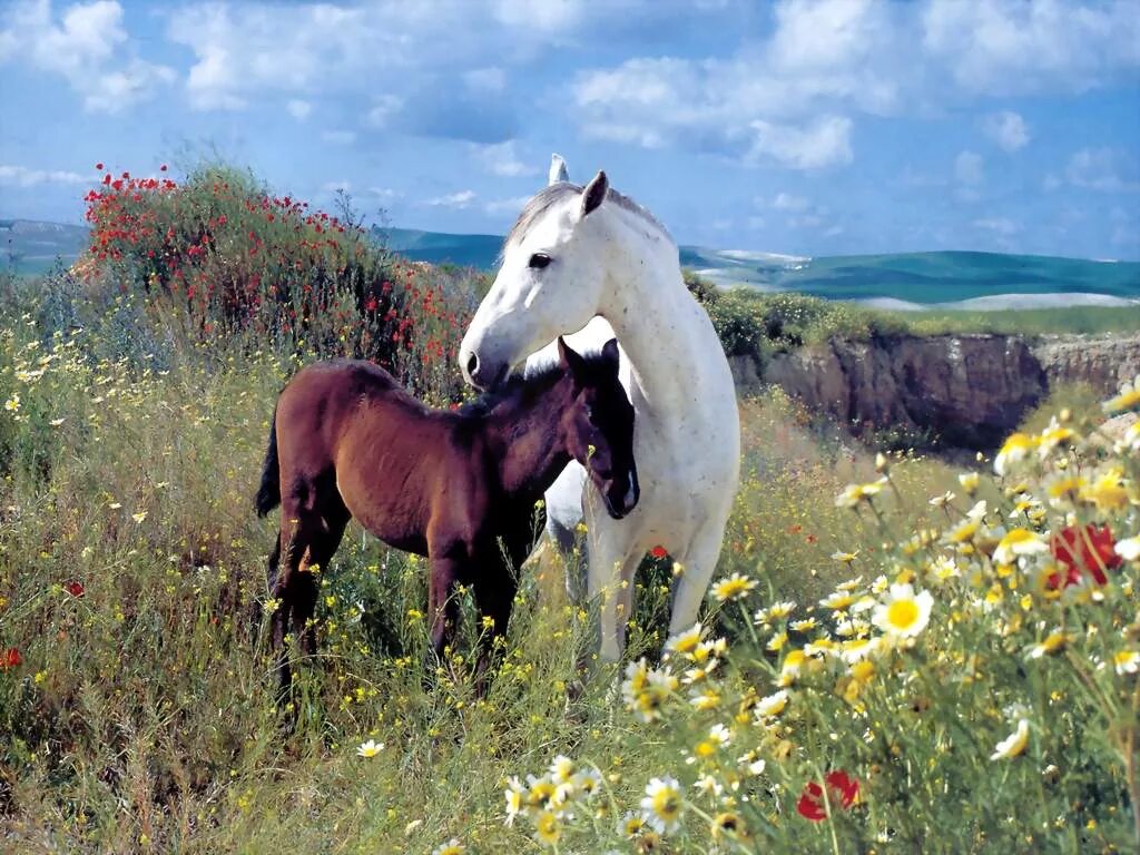 Horse pictures. Лошади на лугу. Красивые лошади. Красивые лошади на природе. Лошадь в поле.