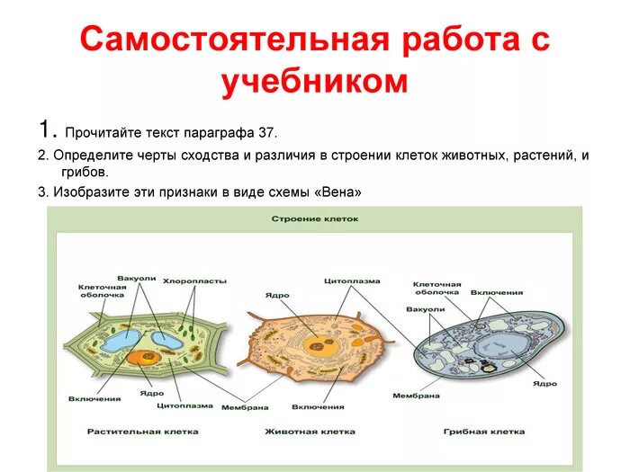 Сравнение строения растительной и животной клетки таблица. Отличия растительной грибов и животной клетки. сравните грибную клетку с клеткой растений и животных. черты сходства клеток растений животных грибов. сходства и различия в строении клеток растений животных и грибов.