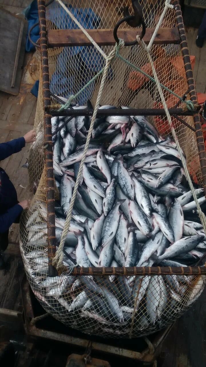 Рыба в приморском крае. Рыба приморья. рыбы приморского края. дальневосточная рыба. рыболовство в приморском крае.