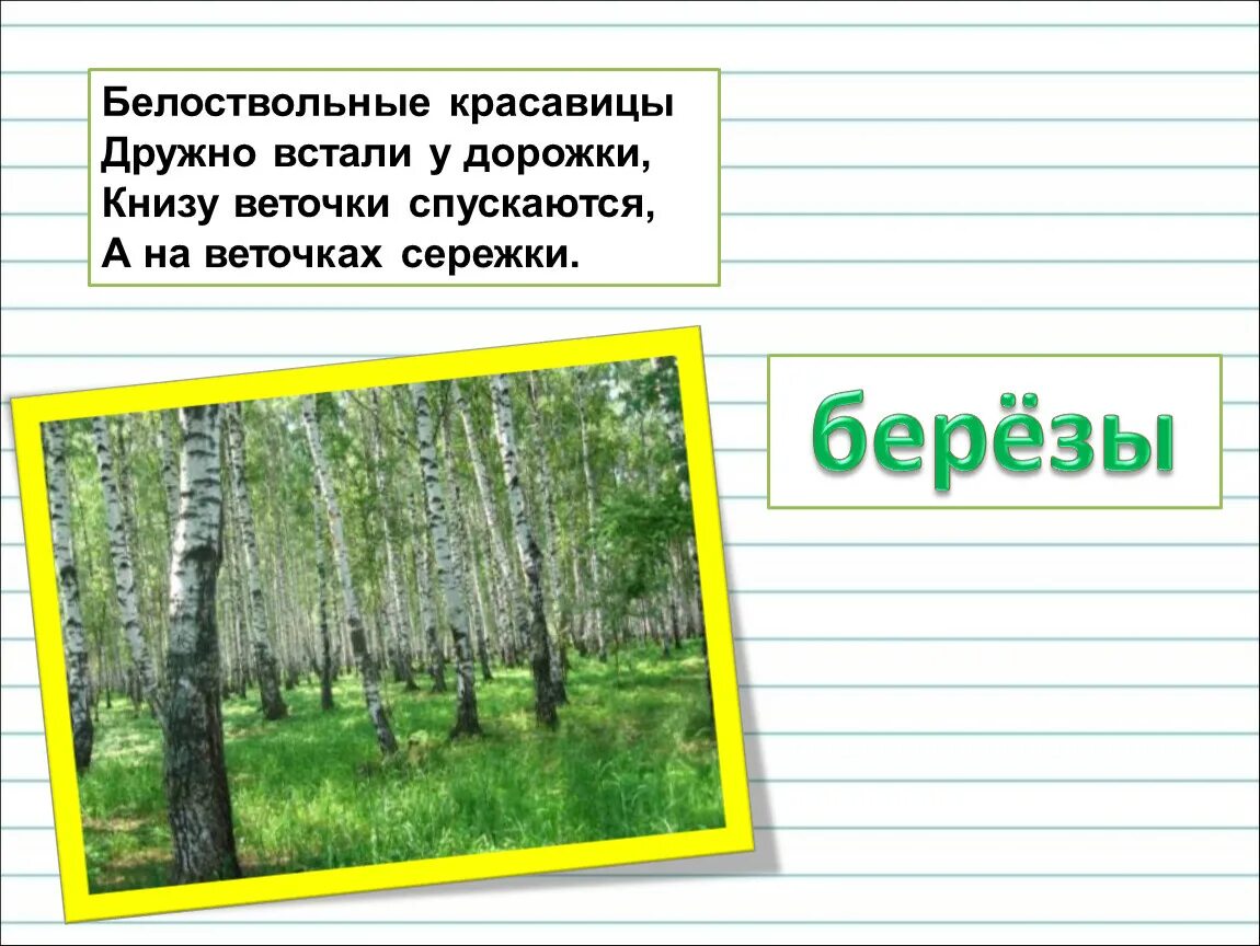 Как пишется березка. Белоствольная береза. Белоствольные березы правописание. Белоствольная береза предложение. Берёза правописание.