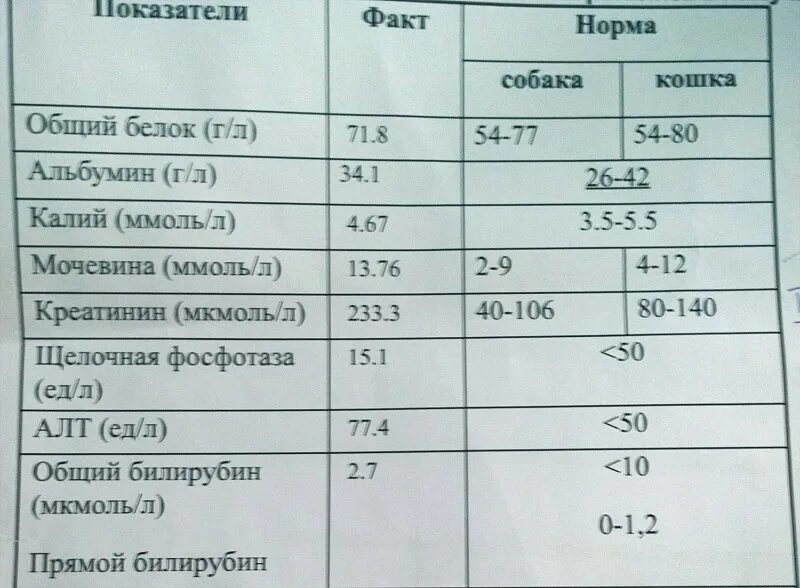 Норма креатинина. Креатинин в моче показатели. Норма креатинина у кошек. Креатинин у кошек норма.