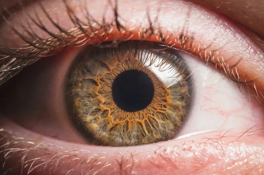 Коричневые глаза. Organ eyes. Глаз картинка. Глаз человека. Зрачок.