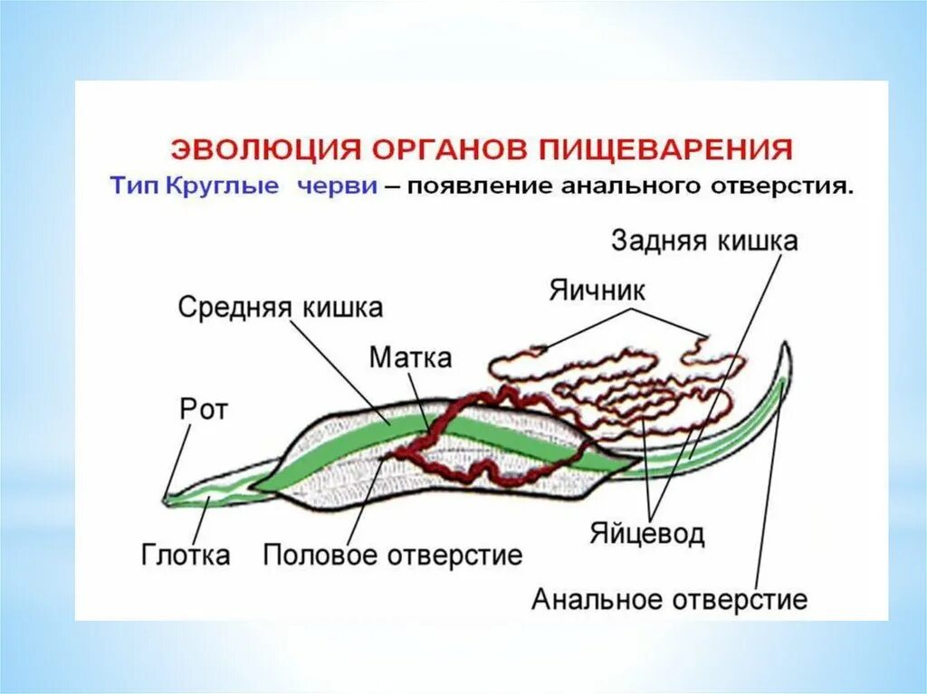 Тело круглых червей разделено на. Круглые черви внутреннее строение. Круглые черви развитие. Покровы тела круглых червей. Схема Покрова тела круглых червей.