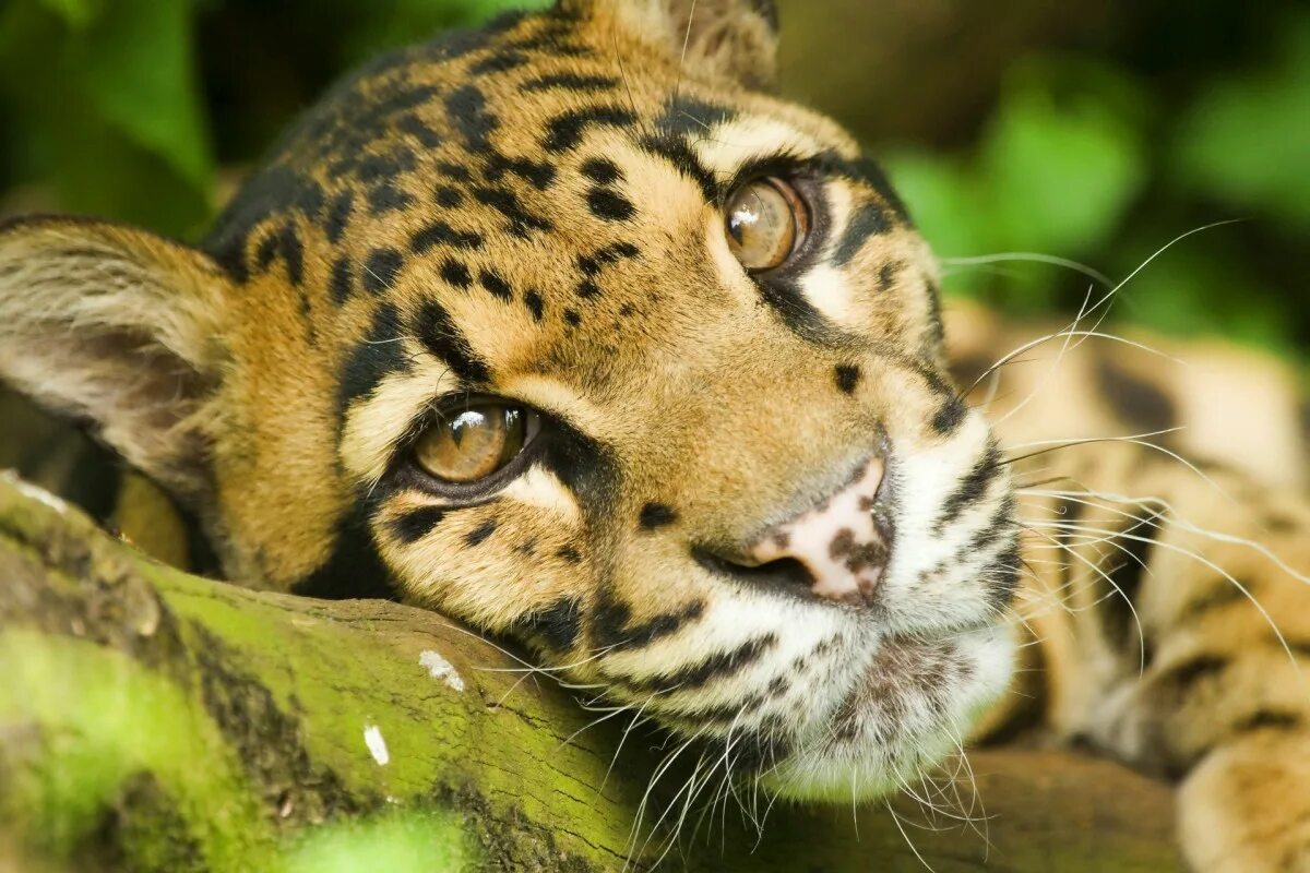 Clouded leopard