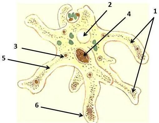 Какой цифрой обозначена на рисунке стадия амебы. Строение амебы обыкновенной. Строение амебы без подписей. Карточка строение амебы обыкновенной. Амеба обыкновенная без подписей.