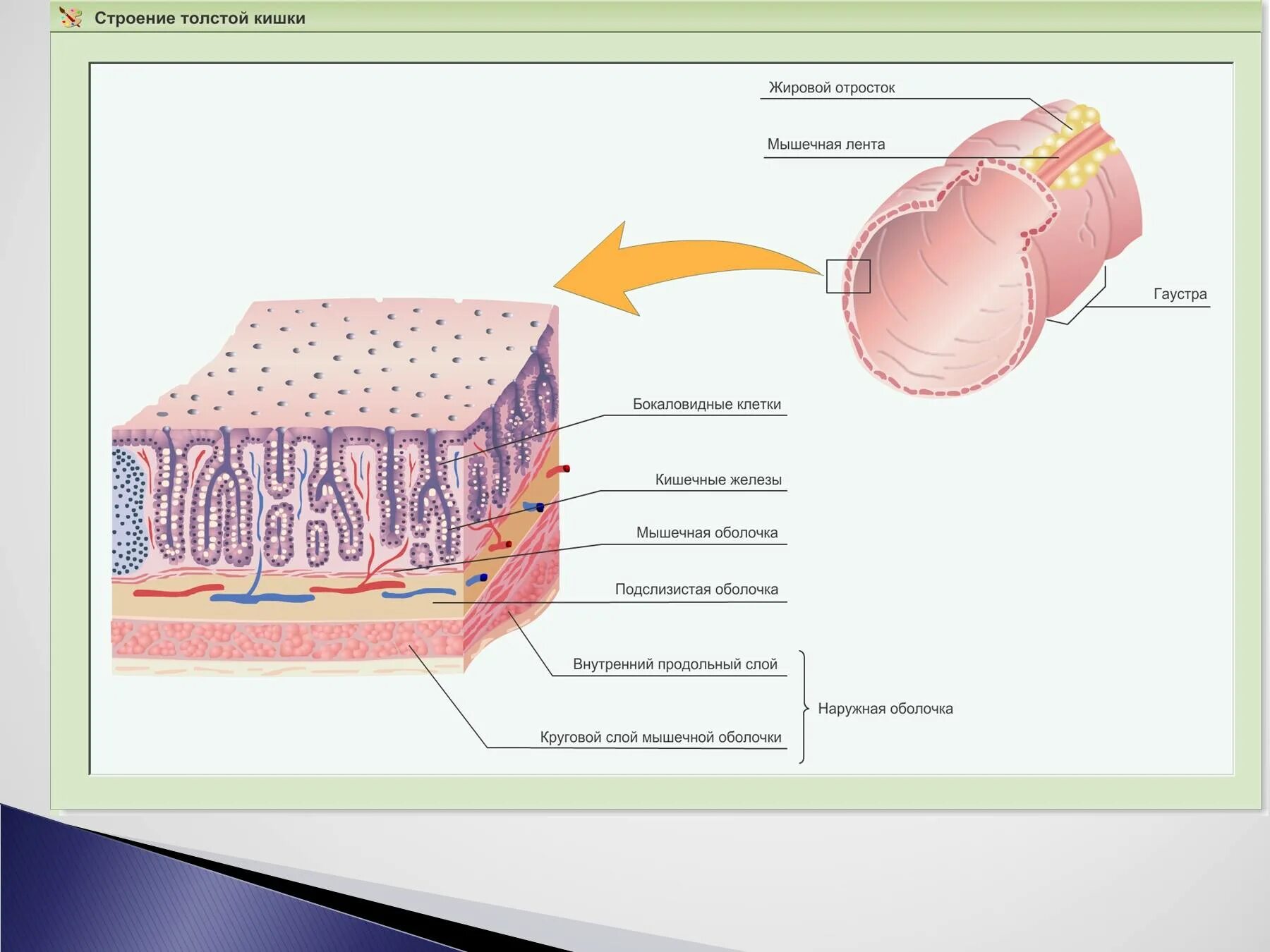 Слизистый слой кишки. Строение стенки Толстого кишечника анатомия. Послойное строение Толстого кишечника. Слои стенки Толстого кишечника. Послойное строение стенки кишки.