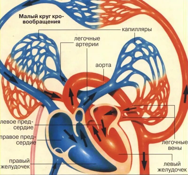 Малый круг кровообращения анатомия. Кровеносная система малый и большой круг. Малый круг кровообращения схема анатомия человека. Малый легочный круг кровообращения. Кровь поступает в легкие по сосудам