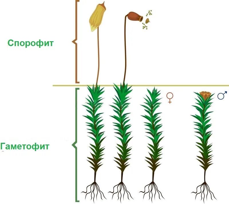 Строение гаметофита Кукушкина льна. Кукушкин лен спорофит и гаметофит. Строение гаметофита кукушкиного льна. Кукушкин лен спорофит. Мох сфагнум гаметофит