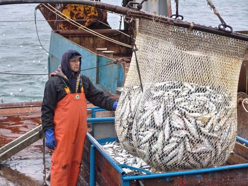 Добыча судов. Охотское море промысел. Рыбопромышленный комплекс Сахалин. Рыболовный промысел в Охотском море. Рыболовецкая Артель олюторская.