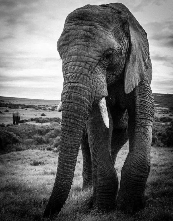 Elephants walking. Африканский слон. Фото слонов. Африканский слон картинки. Год слона.