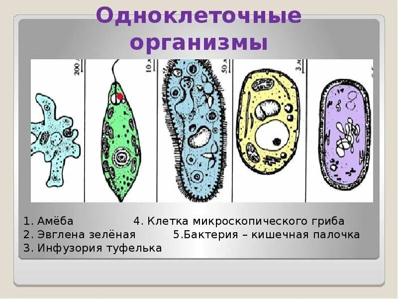 Одноклеточные животные 5 класс биология. Простейшие одноклеточные организмы 5 класс биология. Одноклеточные организмы инфузория туфелька. Строение инфузории эвглены зеленой. Простейшие животные картинки