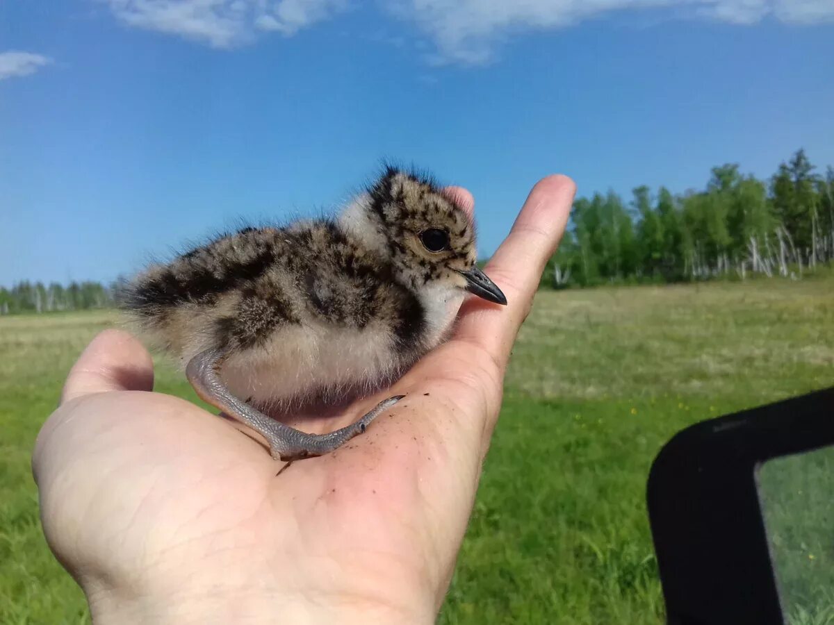 Чибис пигалица птица птенец. Первый полет птенца. Покажи у какого животного умеет это бегать. Птица вылетает из гнезда. Чибис птица птенцы.