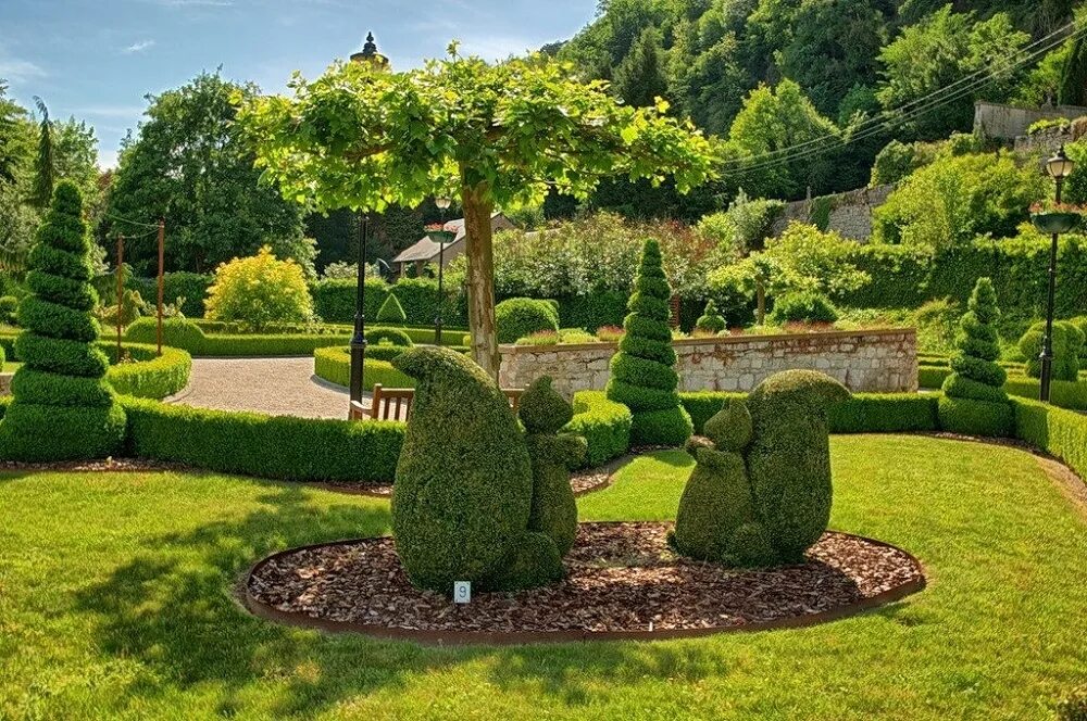 Композиция из деревьев и кустарников. Вечнозеленые лиственные кустарники. Туя смарагд,сосна горная. Клен гиннала в ландшафтном. Крупномеры лиственных деревьев.