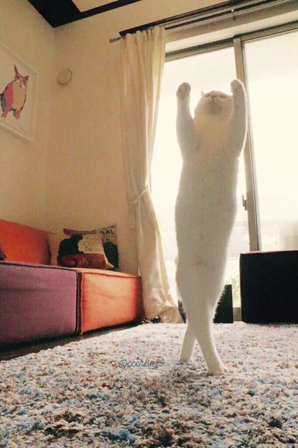 Где коты танцуют. Танцующий кот. Кошка балерина. Кот танцует. Танцующая кошка.