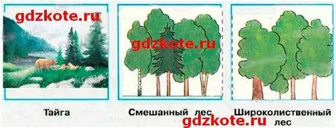 Нарисовать рисунок смешанного леса