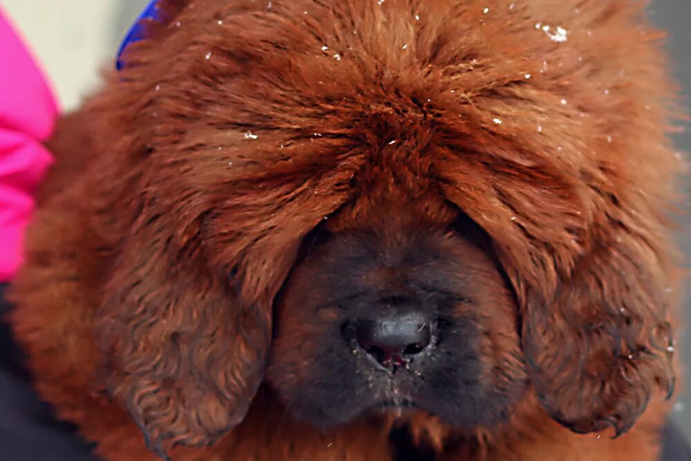 питомник тибет.