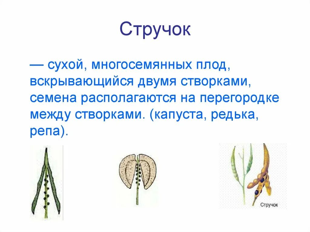 Стручочек. Сухие многосемянные плоды стручок. Сухие многосемянные стручочек. Сухой плод стручочек. Сухие плоды стручочек примеры.