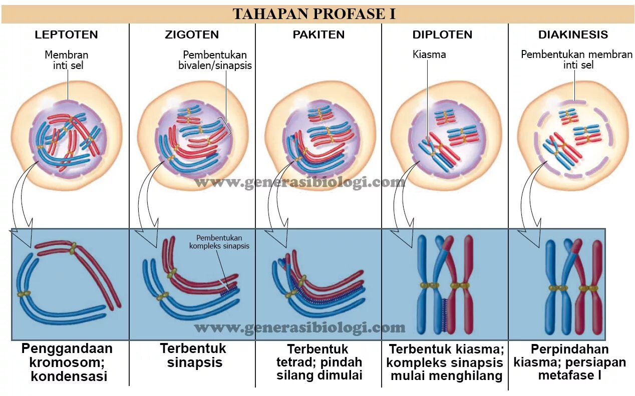 Профаза лептотена. Лептотена зиготена пахитена. Мейоз лептотена зиготена. Prophase 1 of Meiosis. Гомологичные хромосомы митоз или мейоз